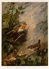 Archibald Thorburn Canvas Paintings - Robin and Wren